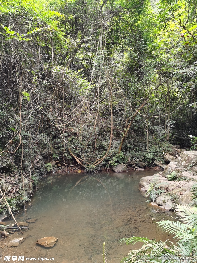 原始森林溪水小水潭