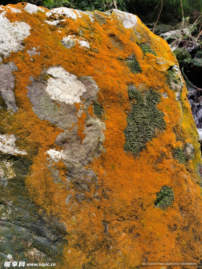 橙色苔藓