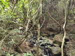 深山的溪流