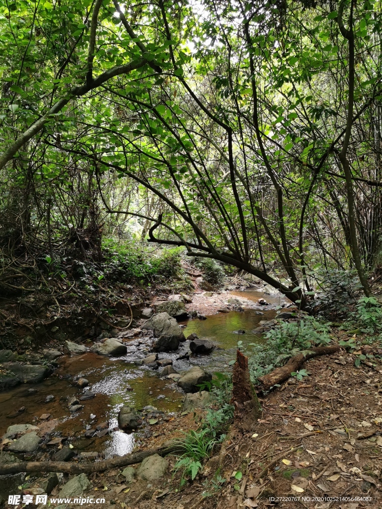 原始森林里的小溪流