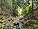 丛林溪水