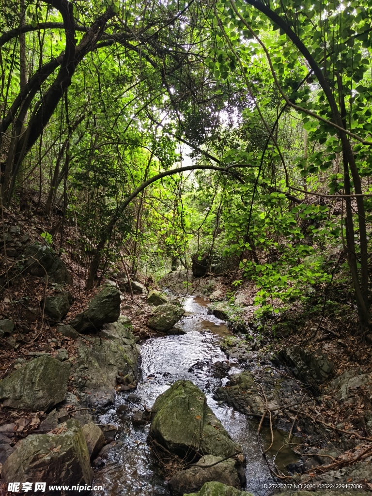 森林的溪流