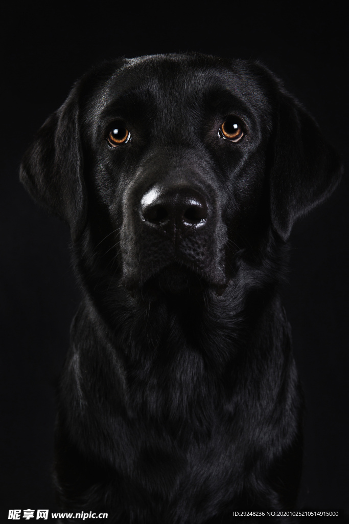 拉布拉多犬