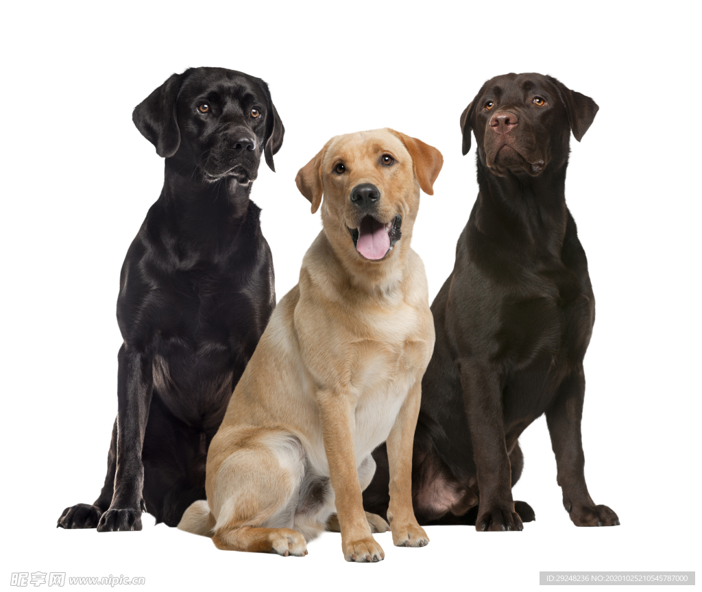拉布拉多犬