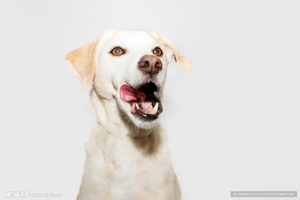 拉布拉多犬