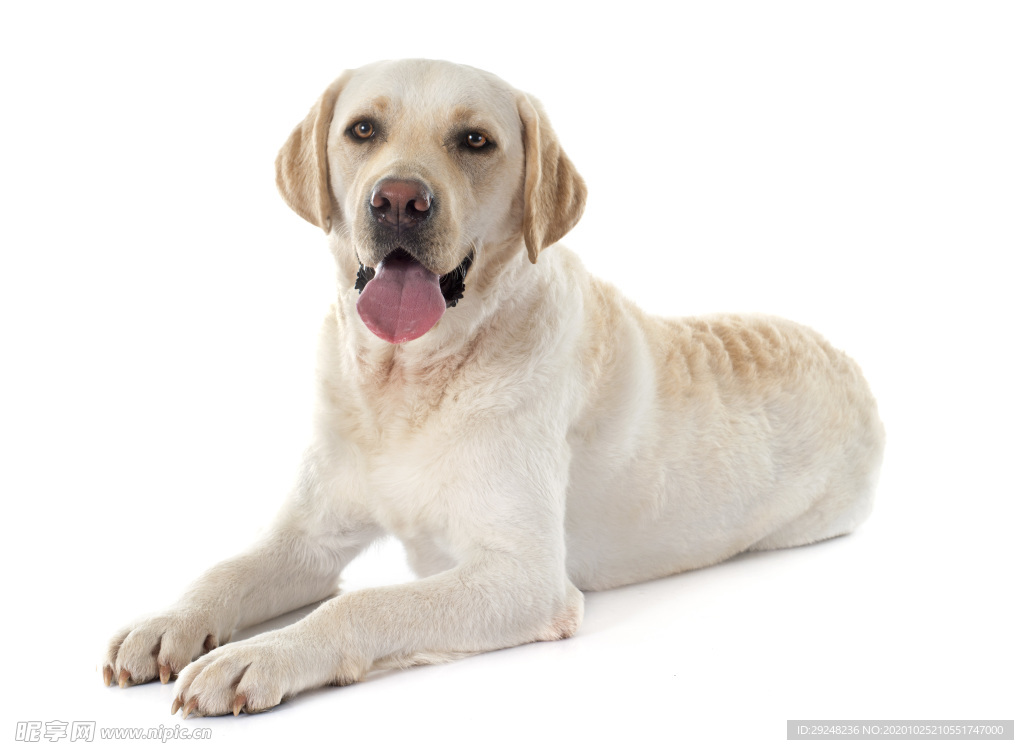 拉布拉多犬