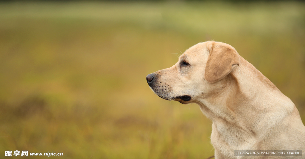 拉布拉多犬