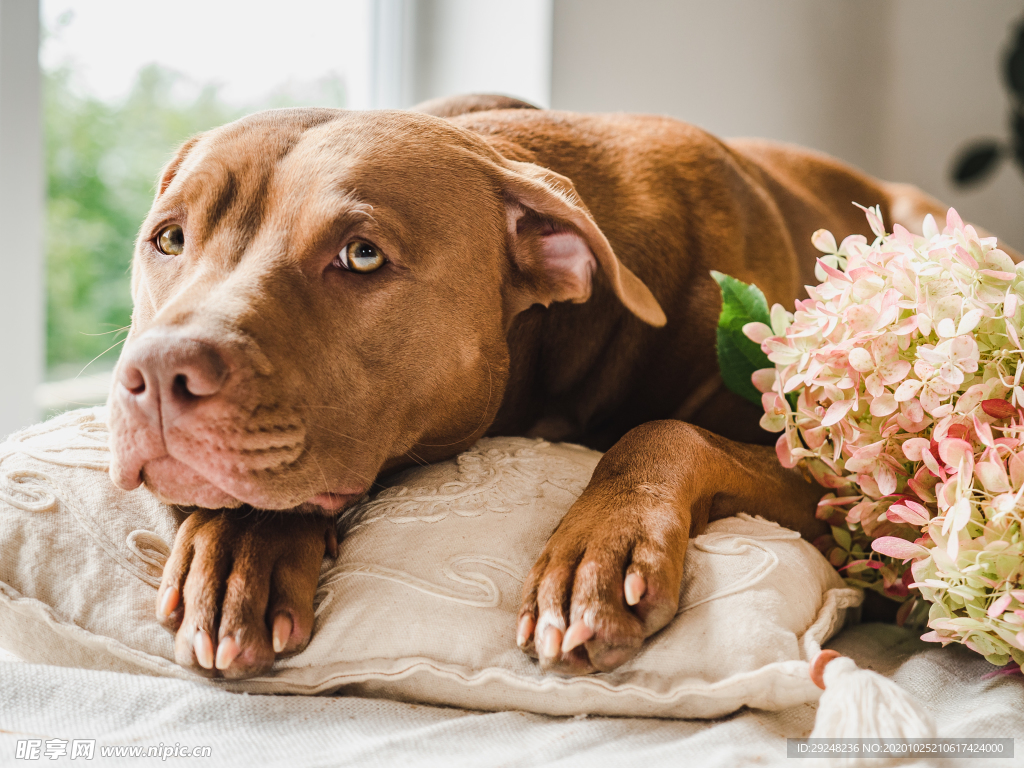 拉布拉多犬