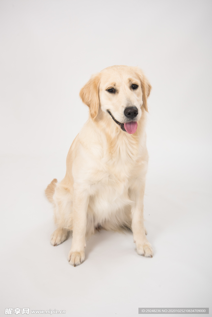拉布拉多犬