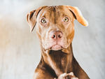 拉布拉多犬