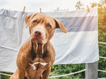 拉布拉多犬