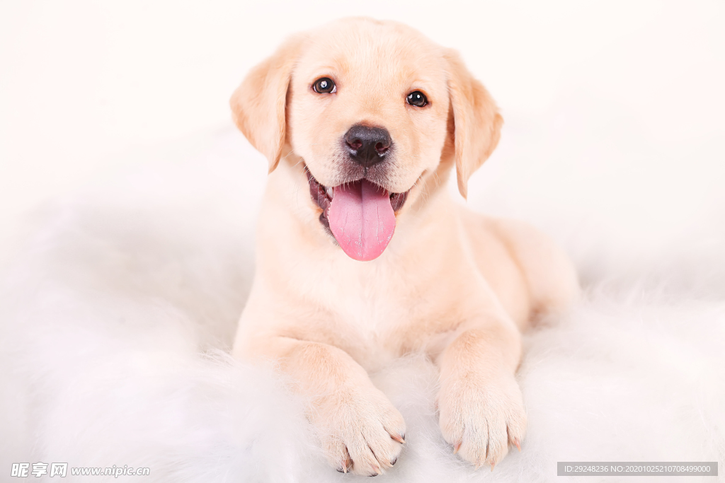 拉布拉多犬