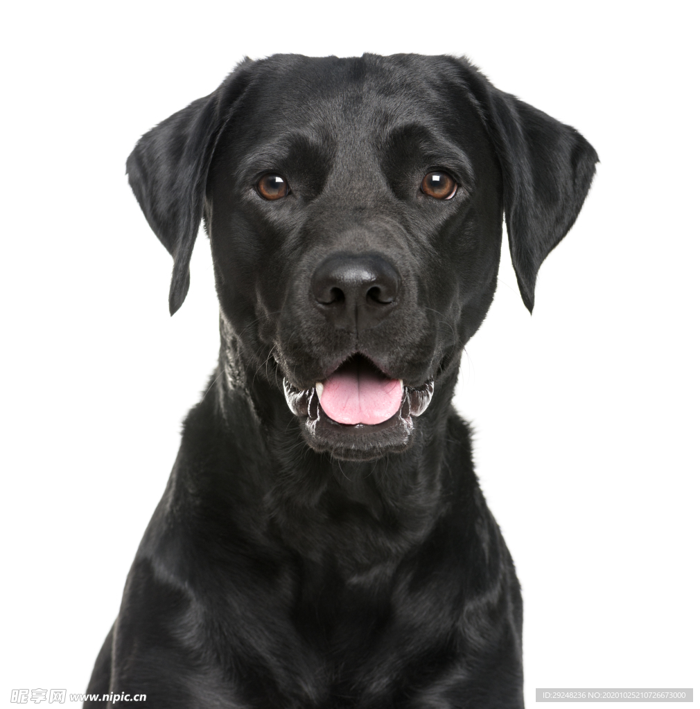 拉布拉多犬