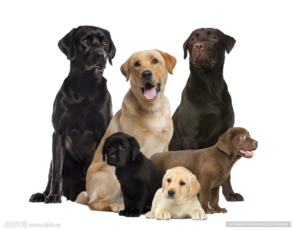 拉布拉多犬