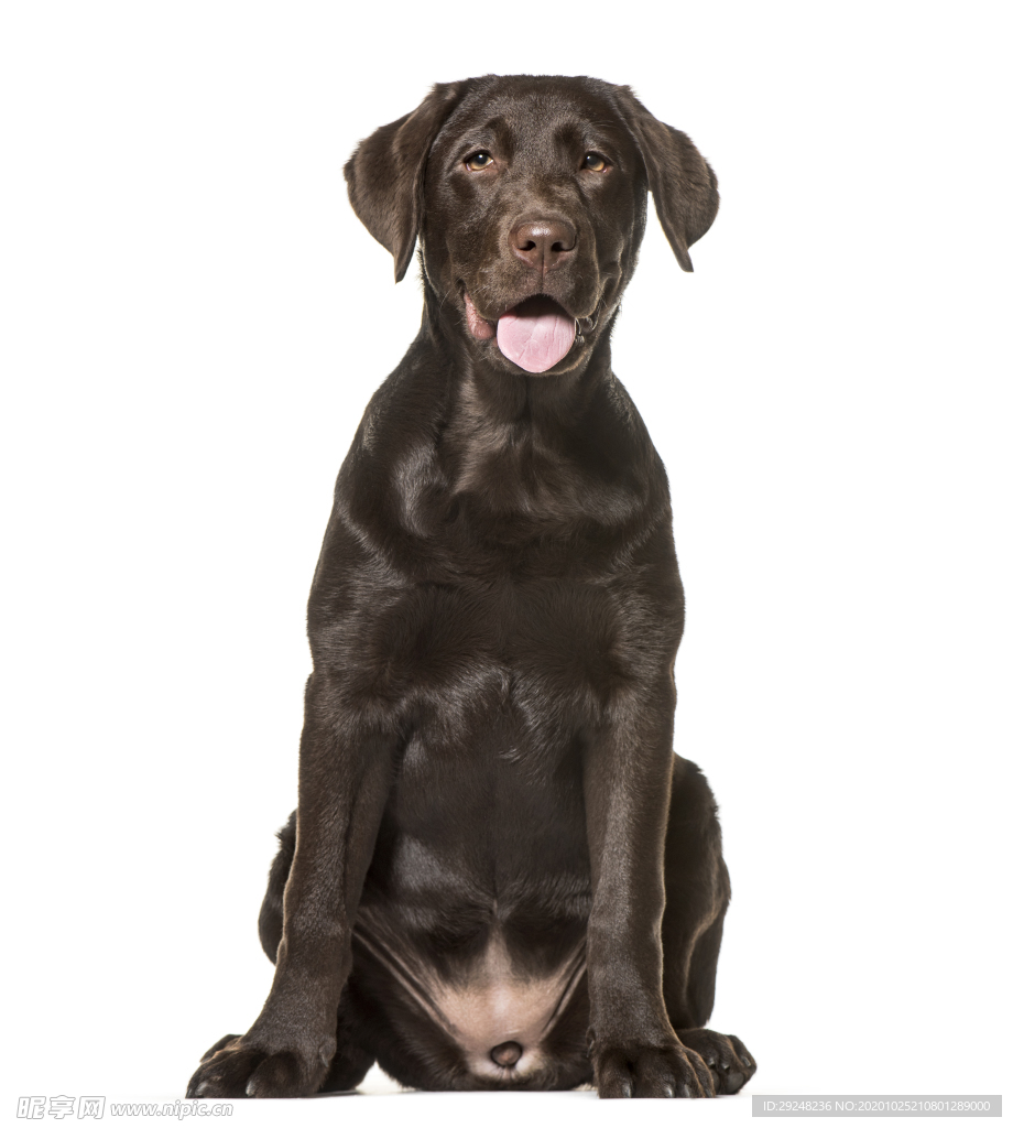 拉布拉多犬