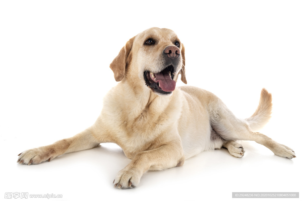 拉布拉多犬