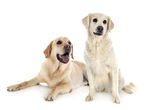 拉布拉多犬