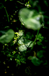 森林绿叶绿植清新背景海报素材