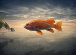 悬浮红鱼