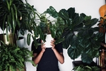 绿色植物