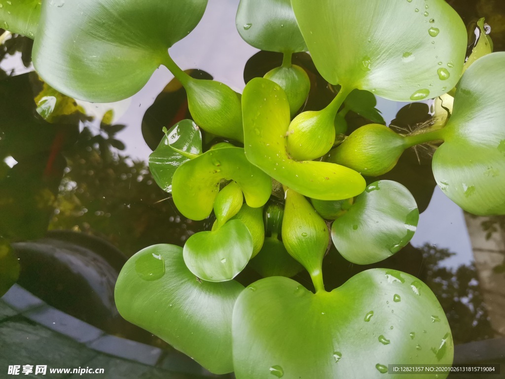 水葫芦