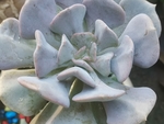 特玉莲