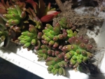 虹之玉