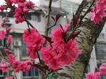 碧桃花
