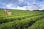 采茶