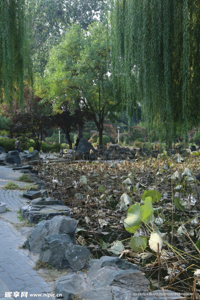 荷塘风景