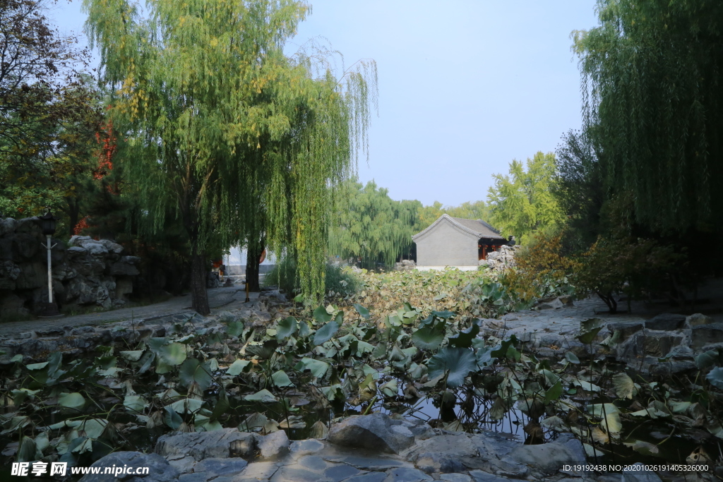 荷塘风景