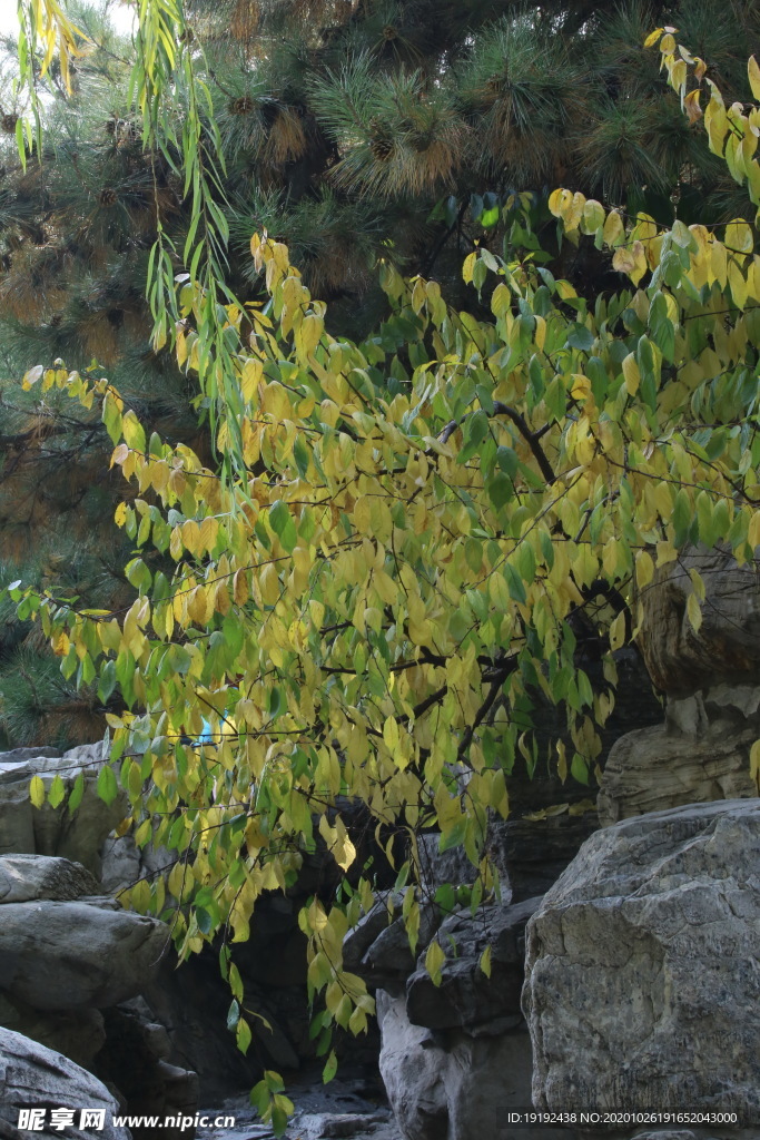 彩叶风景