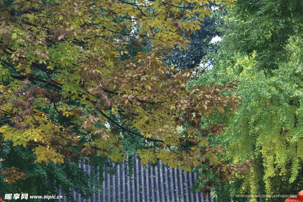彩叶风景