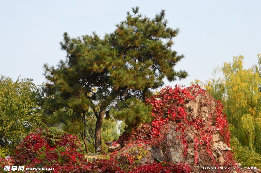 红叶风景