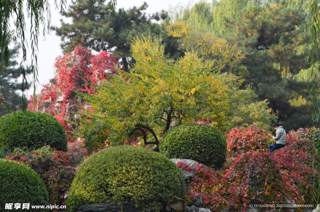 红叶风景