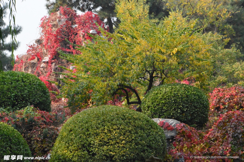 红叶风景