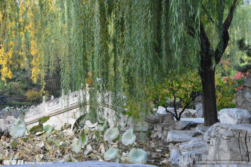 垂柳风景
