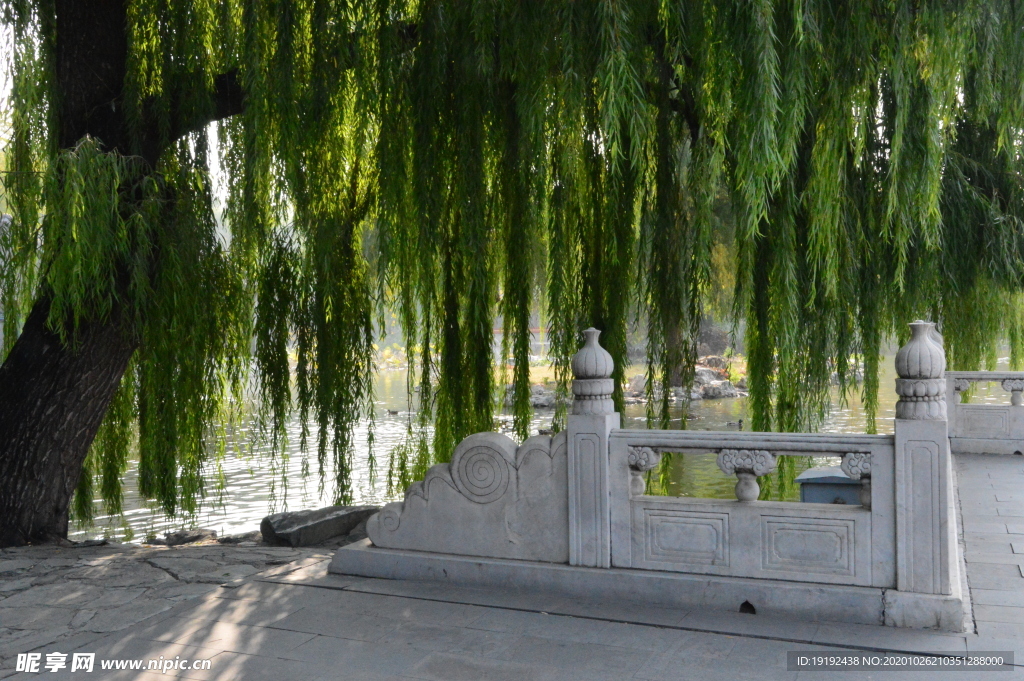 垂柳风景