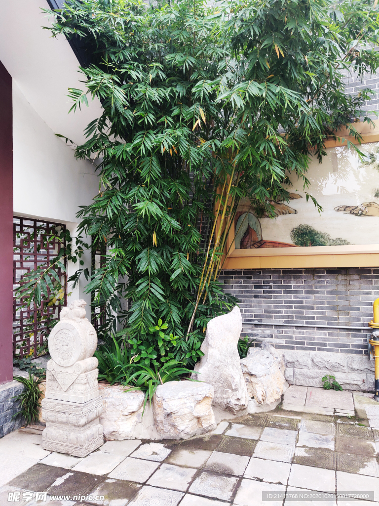 绿植植物盆景