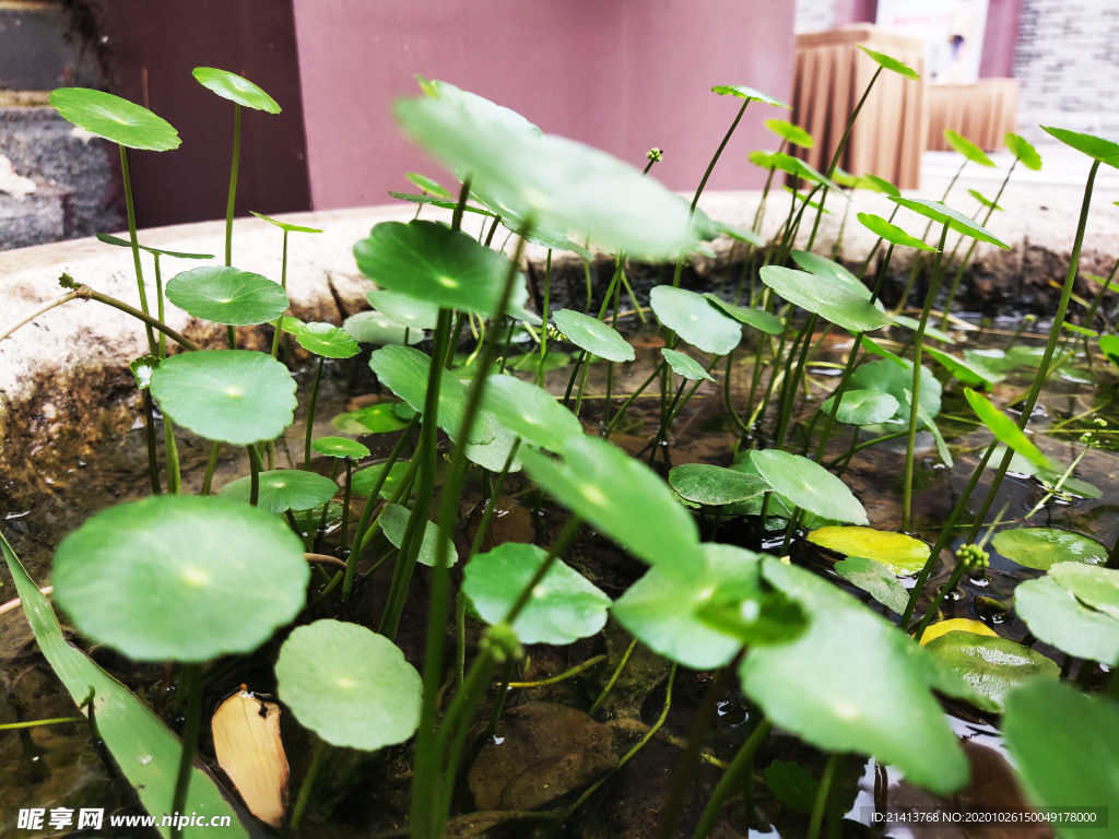 绿植植物盆景
