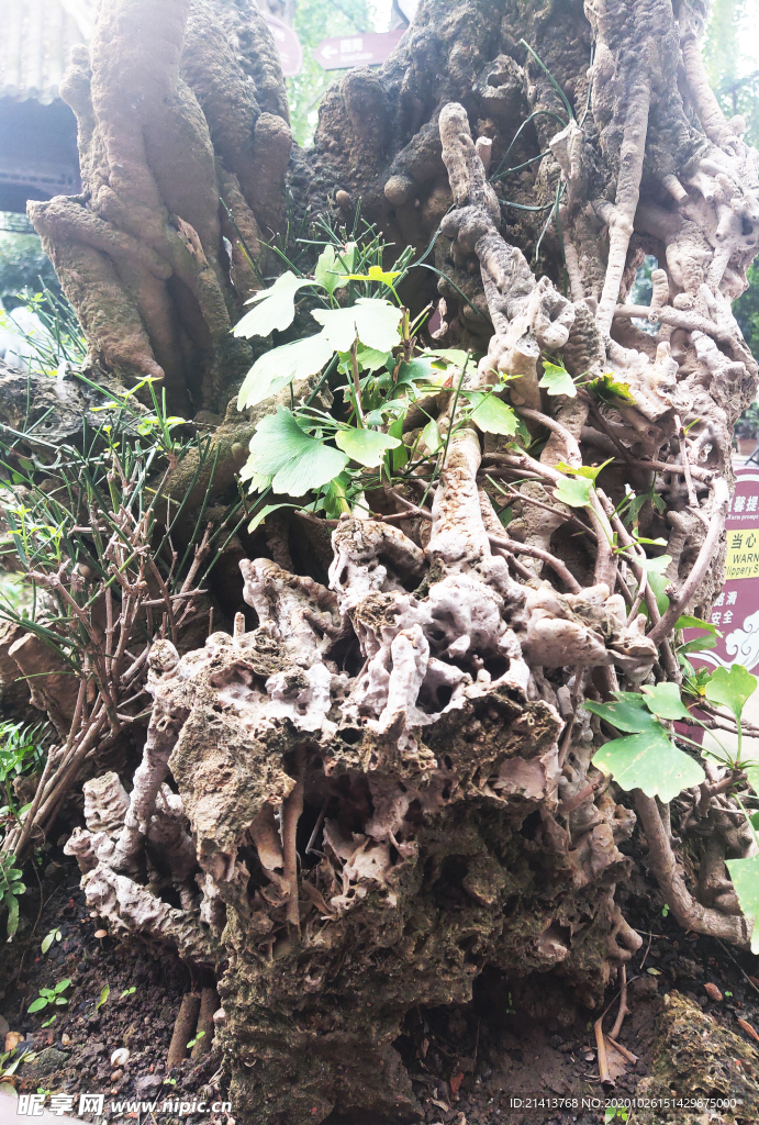 绿植植物盆景