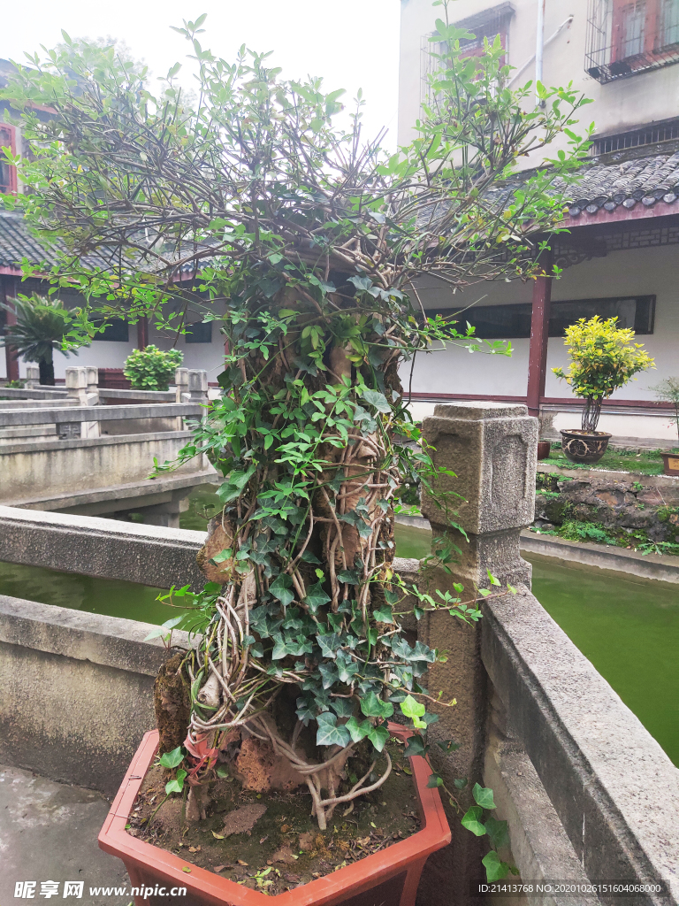 绿植植物盆景