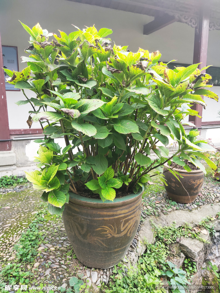 绿植植物盆景