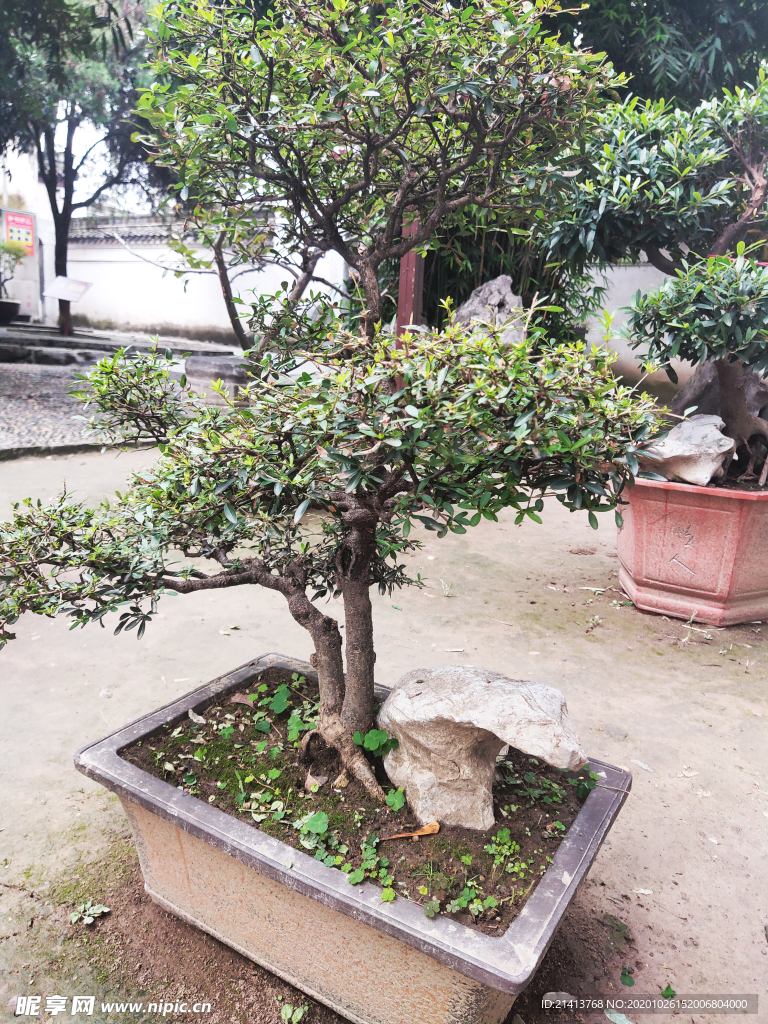 绿植植物盆景