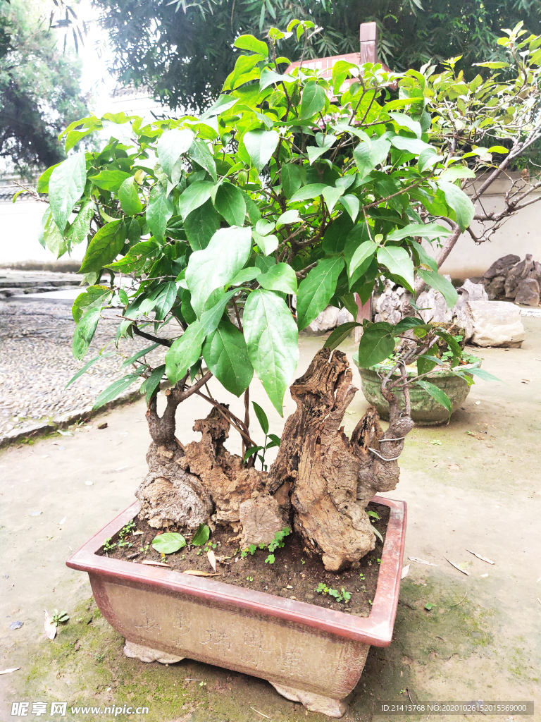 绿植植物盆景