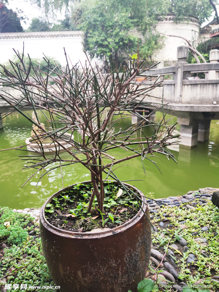 绿植植物树木