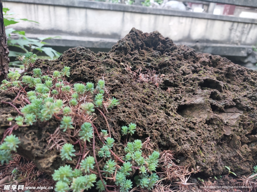 绿植植物树木