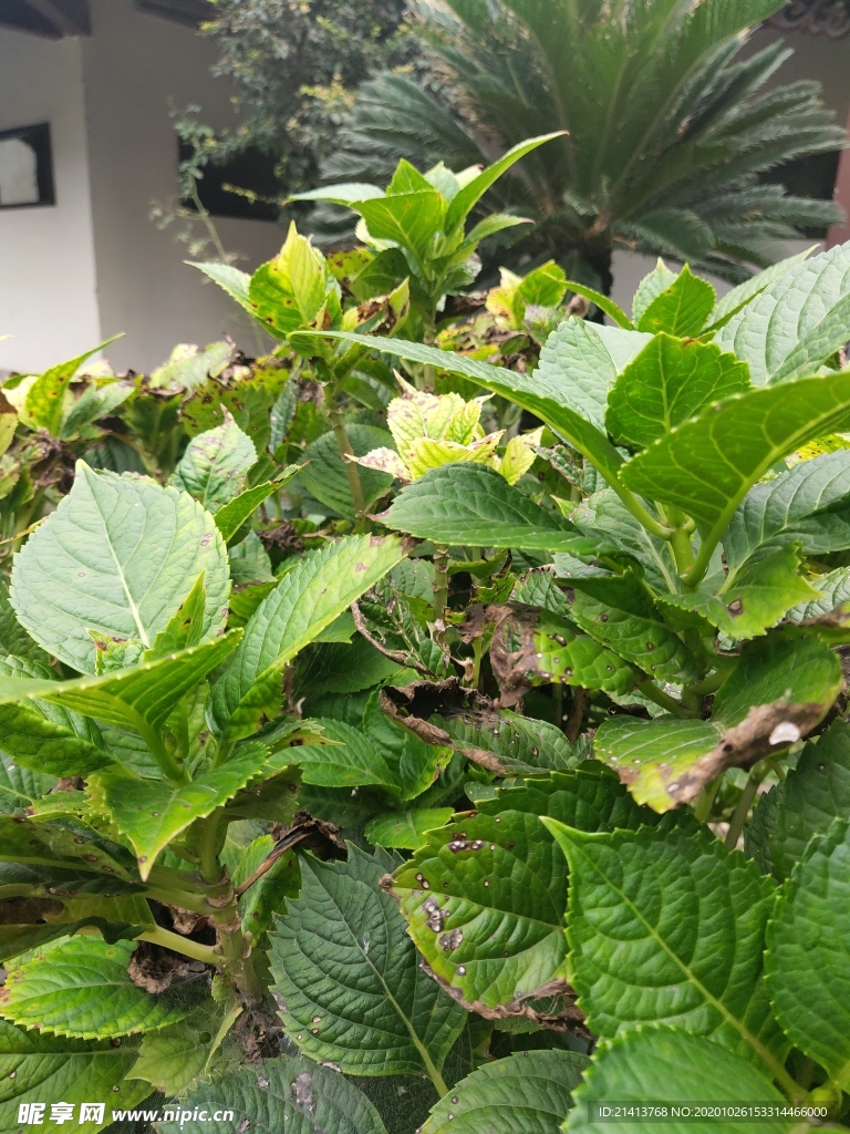 绿植植物树木
