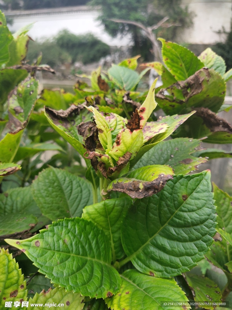 绿植植物树木