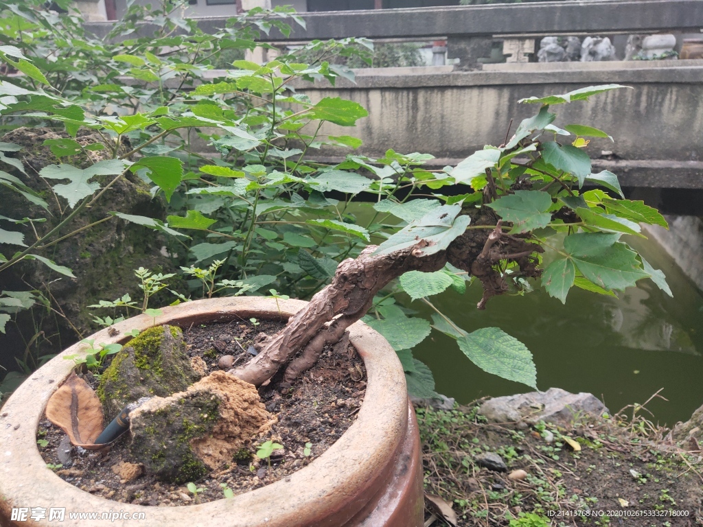 绿植植物树木